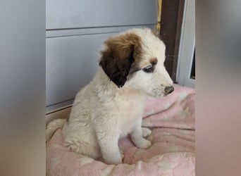 Leilani – kleiner flauschiger Teddy voller Lebenslust