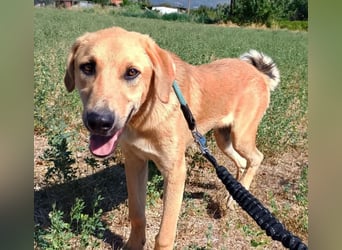 Petros, geb. ca. 12/2024, lebt in GRIECHENLAND, auf einer privaten Pflegestelle