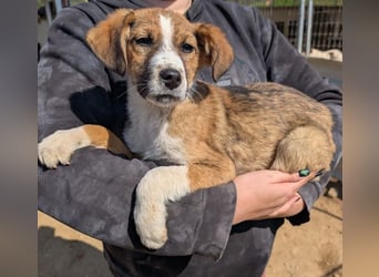 Pitou – mittendrin statt nur dabei 