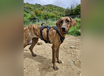 Diego - fröhlicher Jagdhund Mischling 