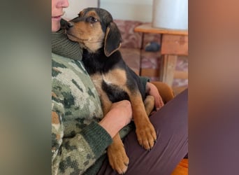 Vito – sanfter, neugieriger und verspielter junger Rüde 