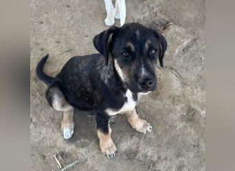 Nemo – verspielter Welpe, auf der Suche nach Vertrauen! Bereits auf PS in 53925 Kall/NRW!