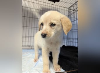 Philomena – neugierig, verspielt, mit feiner Zurückhaltung 