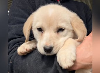 Philomena – neugierig, verspielt, mit feiner Zurückhaltung 