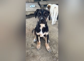 Nemo – verspielter Welpe, auf der Suche nach Vertrauen! Bereits auf PS in 53925 Kall/NRW!