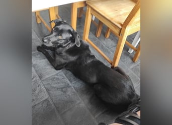 Mila möchte gerne ankommen, bereits in 47495 Rheinberg/NRW!