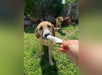 Bibi, eine wunderschöne Fellnase sucht ihr passendes Zuhause!