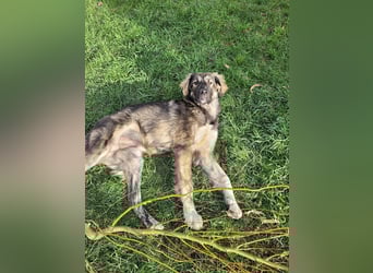 Selin auf Pflegestelle in 17111 Nossendorf (Mecklenburg-Vorpommern)