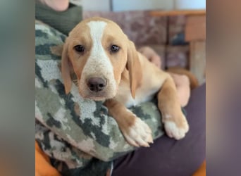 Moritz – freundlicher und tapferer junger Rüde 