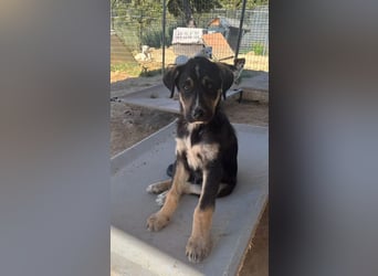 Nemo – verspielter Welpe, auf der Suche nach Vertrauen! Bereits auf PS in 53925 Kall/NRW!