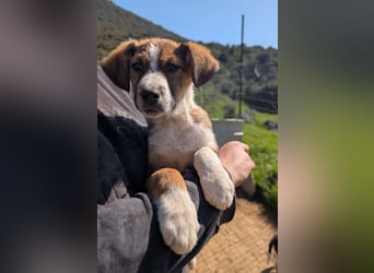 Pitou – mittendrin statt nur dabei 