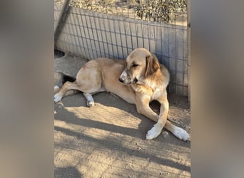 Bibi, eine wunderschöne Fellnase sucht ihr passendes Zuhause!
