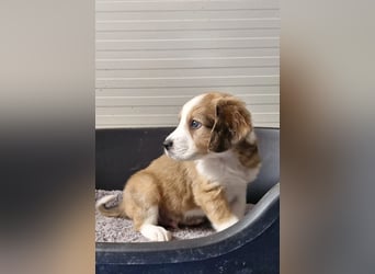 Woody – Schlappohren voller Tatendrang 