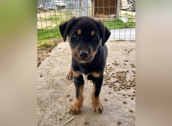 Pollux – fröhlicher junger Rüde mit wunderschöner Fellzeichnung 