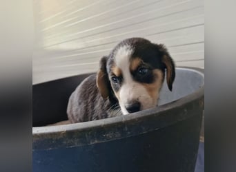 Molly – Dreifarbiger Sonnenschein auf vier Pfoten ☀️