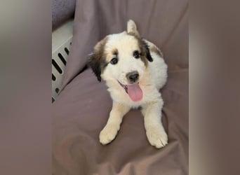 Leilani – kleiner flauschiger Teddy voller Lebenslust