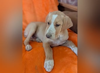 Moritz – freundlicher und tapferer junger Rüde 