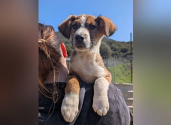 Pitou – mittendrin statt nur dabei 