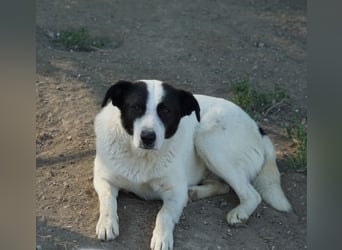 Capper, geb. ca. 06/2024, lebt in GRIECHENLAND, im städt. Tierheim Serres