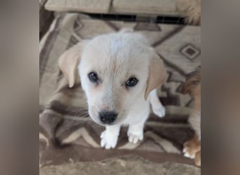 Philomena – neugierig, verspielt, mit feiner Zurückhaltung 