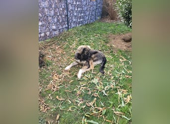 Selin auf Pflegestelle in 17111 Nossendorf (Mecklenburg-Vorpommern)