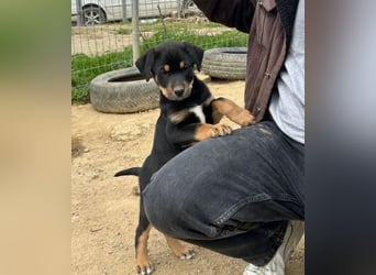 Pollux – fröhlicher junger Rüde mit wunderschöner Fellzeichnung 