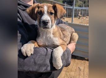 Pitou – mittendrin statt nur dabei 