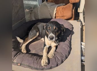 Ella – charmante Persönlichkeit mit Herz 