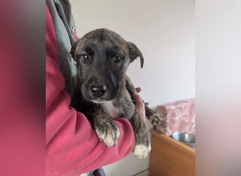 Phibi – wunderschöne gestromte Mischlingshündin 