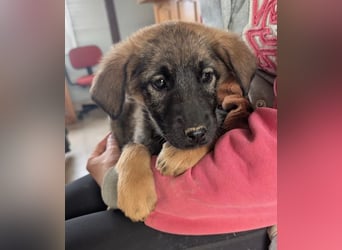 Kira – fröhliches Hundemädchen ❤️