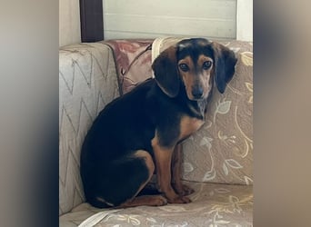 Gundi – vorsichtig und zurückhaltend 