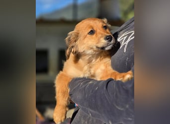 Skiouros – fröhlich und verspielt