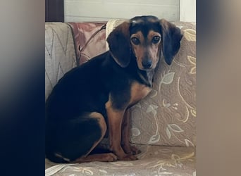 Gundi – vorsichtig und zurückhaltend 