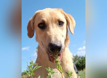 Petros, geb. ca. 12/2024, lebt in GRIECHENLAND, auf einer privaten Pflegestelle