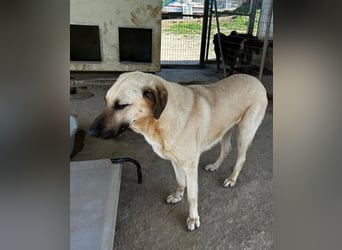 Brunella – freundliche Hündin mit Herz 