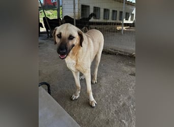 Brunella – freundliche Hündin mit Herz 