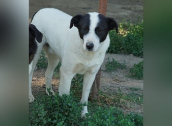 Capper, geb. ca. 06/2024, lebt in GRIECHENLAND, im städt. Tierheim Serres