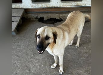 Brunella – freundliche Hündin mit Herz 