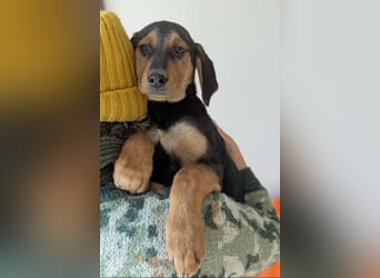 Vito – sanfter, neugieriger und verspielter junger Rüde 