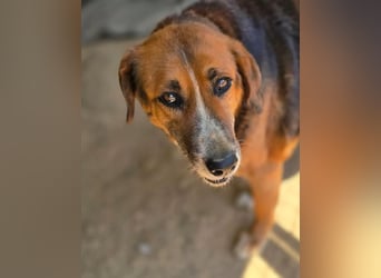 Angel – liebevoller Seniorin-Hund 