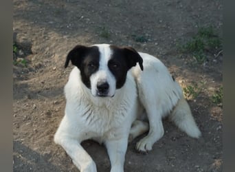 Capper, geb. ca. 06/2024, lebt in GRIECHENLAND, im städt. Tierheim Serres