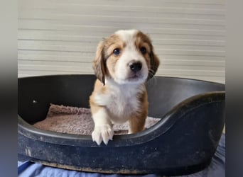 Basti – kleiner Kuschelkönig 