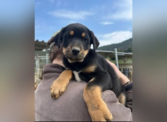 Pollux – fröhlicher junger Rüde mit wunderschöner Fellzeichnung 