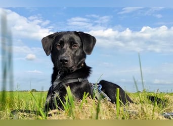 Mila möchte gerne ankommen, bereits in 47495 Rheinberg/NRW!