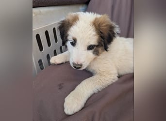 Leilani – kleiner flauschiger Teddy voller Lebenslust