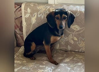 Gundi – vorsichtig und zurückhaltend 