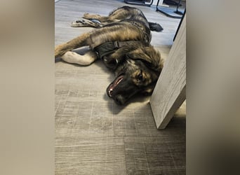 Selin auf Pflegestelle in 17111 Nossendorf (Mecklenburg-Vorpommern)