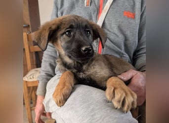 Kira – fröhliches Hundemädchen ❤️