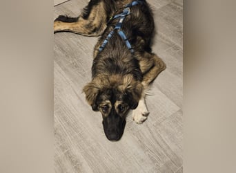 Selin auf Pflegestelle in 17111 Nossendorf (Mecklenburg-Vorpommern)