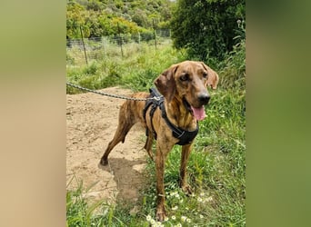 Diego - fröhlicher Jagdhund Mischling 